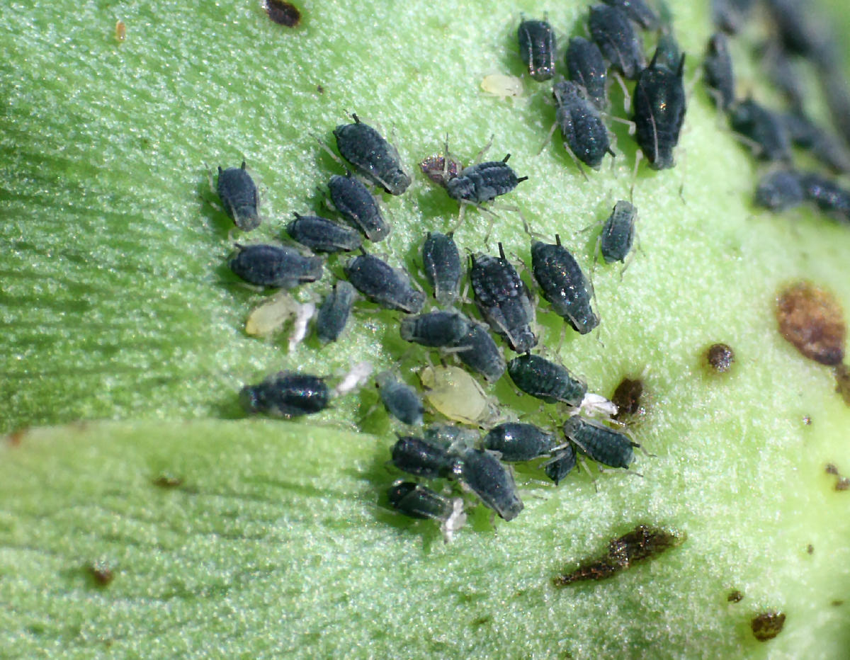 Aphis (Aphis) gossypii della Lombardia (MB)